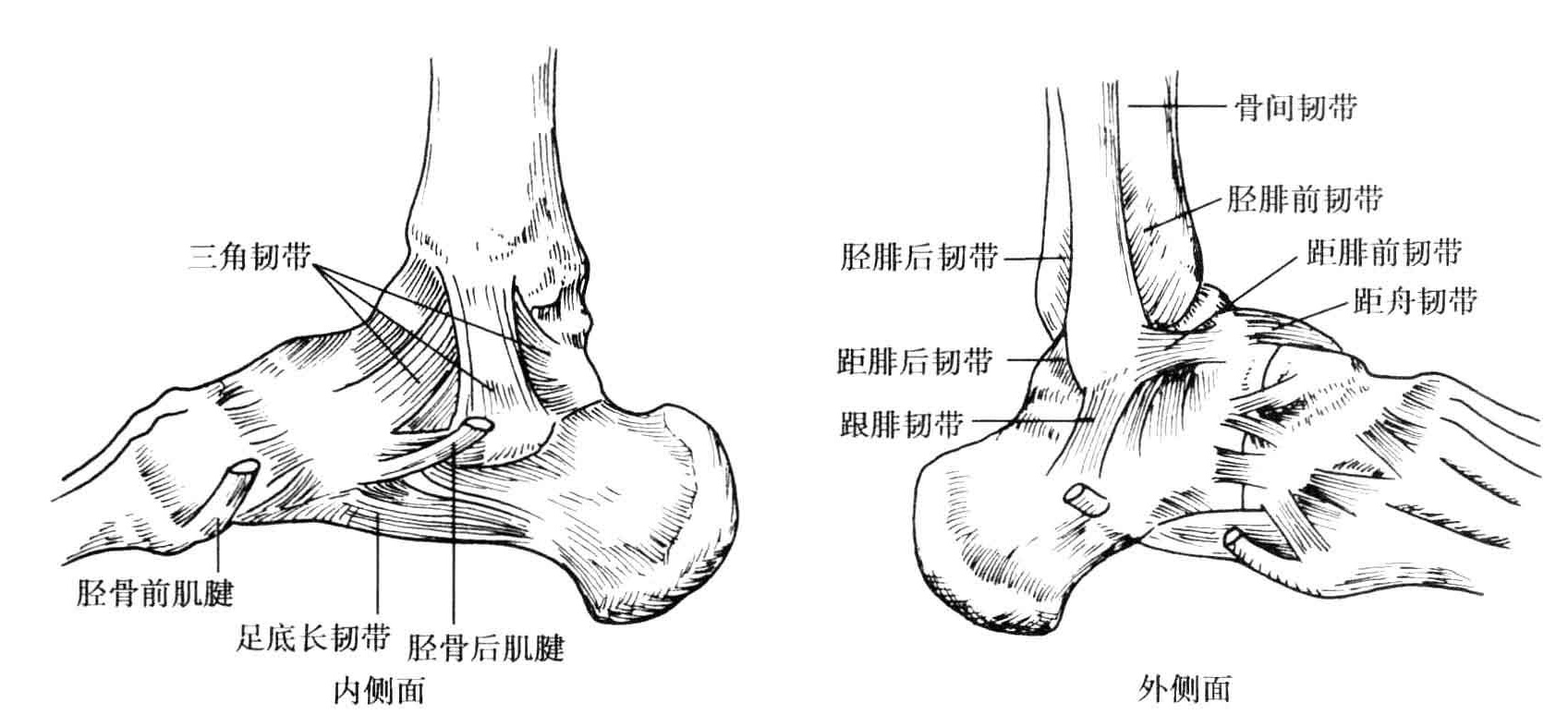 胫侧副韧带为一强韧的三角形韧带,又名三角韧带,位于关节的内侧.