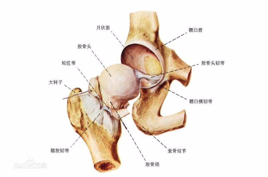 中文名 人体组织与器官        外文名 hip joint       构  成